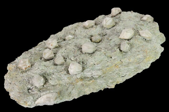 Multiple Blastoid (Pentremites) Plate - Illinois #135621